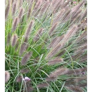 Pennisetum alopecuroides "Viridiscens" 2.5L R/C 30/40