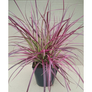 Pennisetum x advena "Fireworks" 2.5L R/C 20/30