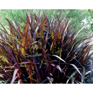 Pennisetum purpureum "Princess Caroline" 2.5L 30/40