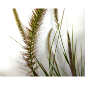 Pennisetum x advena "Skyrocket" 2.5L R/C 20/30