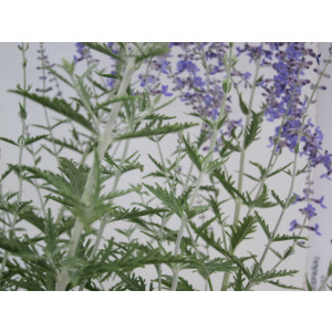 Perovskia atriplicifolia 2.5L 25/35