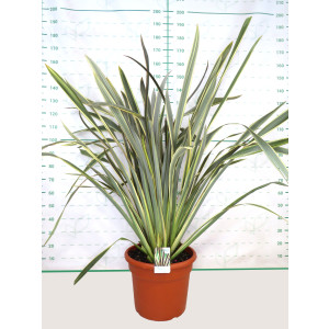 Phormium "Alison Blackman" 35L Deco 120/140