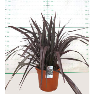 Phormium "Black Adder" 35L Deco 8-12 120/140