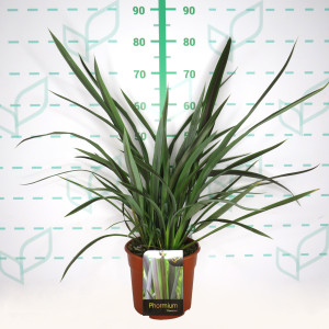 Phormium "Chocomint" ® 5L Deco 4-6 50/70
