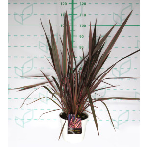Phormium Colección ® 7.5L 40/60