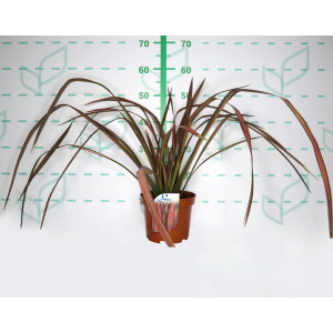Phormium "Evening Glow" 3L 3-4 30/40