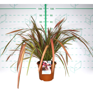 Phormium "Jester" 10L Deco 8-12 70/90