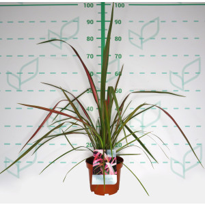 Phormium "Jester" 3L 4-6 30/40