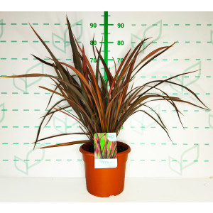 Phormium "Pink Panther" 10L Deco 8-12 70/90