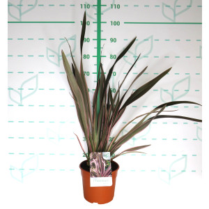 Phormium "Pink Stripe" 5L Deco 6-10 40/60