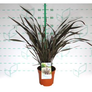 Phormium "Platts Black" 5L Deco 6-10 40/60