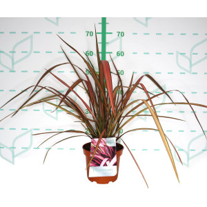 Phormium "Rainbow Maiden" 3L 4-6 30/40