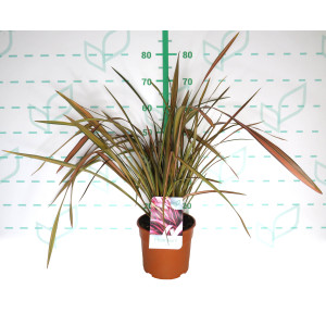 Phormium "Rainbow Maiden" 5L Deco 6-10 40/60