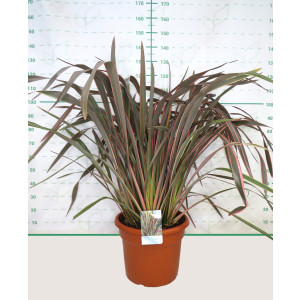 Phormium "Rainbow Queen" 35L Deco 15-20 120/140