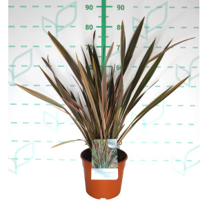 Phormium "Rainbow Queen" 5L Deco 4-5 40/60