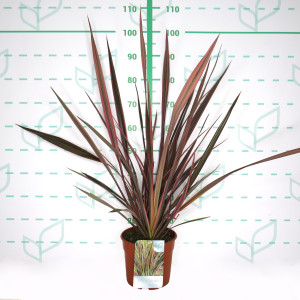 Phormium "Rainbow Queen" 5L Deco 4-6 50/70