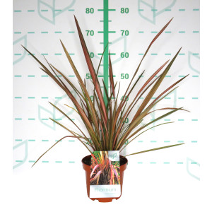 Phormium "Rainbow Sunrise" 3L 4-6 30/40