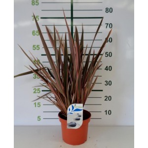 Phormium tenax "Sundowner" 3L 3-4 30/40