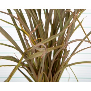 Phormium "Surfer Bronze" 3L 20/25