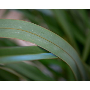 Phormium tenax 10L 10-12 50/70