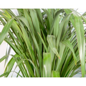 Phormium tenax 15L 6-8 80/100