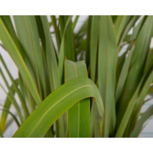 Phormium tenax 65L Deco 8-12 110