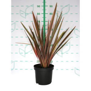 Phormium tenax "Sundowner" 5L 3-4 30/50