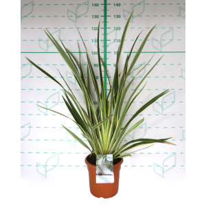 Phormium tenax "Variegata" 10L Deco 5-7 50/70