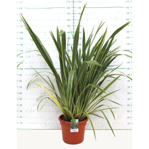 Phormium tenax "Variegata" 35L Deco 14-16 120/140