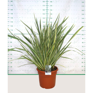 Phormium tenax "Variegata" 35L Deco 10-12 120/140