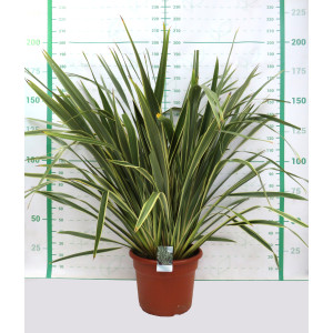 Phormium tenax "Variegata" 65L Deco 14-16 170/190