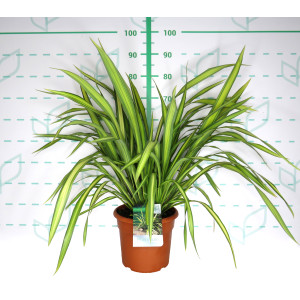 Phormium "Yellow Wave" 10L Deco 6-8 50/70