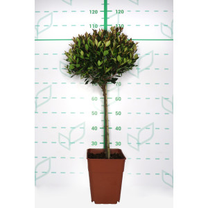 Photinia "Chico" ® 11L Cuadrada Ht 40
