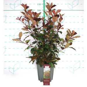 Photinia "Magical Volcano" 10L 80/90
