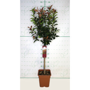 Photinia "Magical Volcano" 14L Cuadrada Ht 70/80 110/120