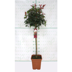 Photinia "Magical Volcano" 14L Cuadrada Ht 70/80 120/130