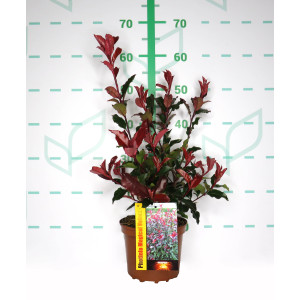 Photinia "Magical Volcano" 2.5L 40/50