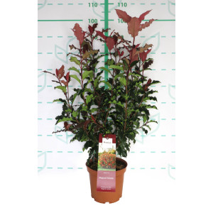 Photinia "Magical Volcano" 5L 60/80