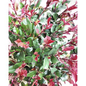 Photinia "Petit Red Robin" 10L 30/40