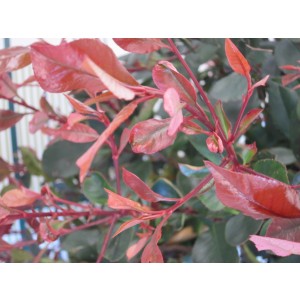 Photinia "Petit Red Robin" 7.5L 25/35