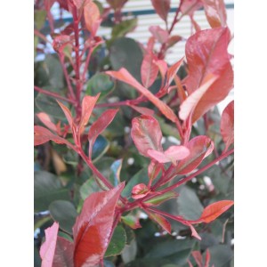 Photinia x fraseri "Petit Red Robin" 10L Deco Ht 60 90/100