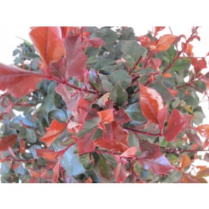 Photinia x fraseri "Petit Red Robin" 15L Deco  Ht 45-50-70 90/100