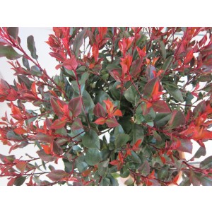 Photinia "Petit Red Robin" 25L Deco 170/180 Injertada