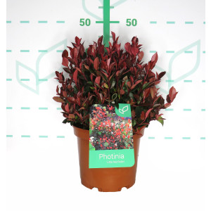Photinia "Petit Red Robin" 5L 30/35