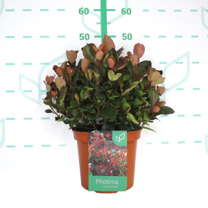 Photinia "Petit Red Robin" 5L 30/35