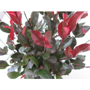 Photinia "Petit Red Robin" 2L 20/25