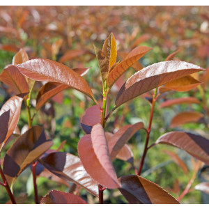 Photinia x fraseri "Red Robin" 2.5L 35/45