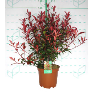 Photinia x fraseri "Carre Rouge" 10L 70/80