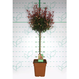 Photinia x fraseri "Carre Rouge" 11L Ht 40 75/85 (Mini copa)