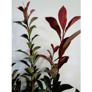 Photinia x fraseri "Carre Rouge" 7.5L 80/90